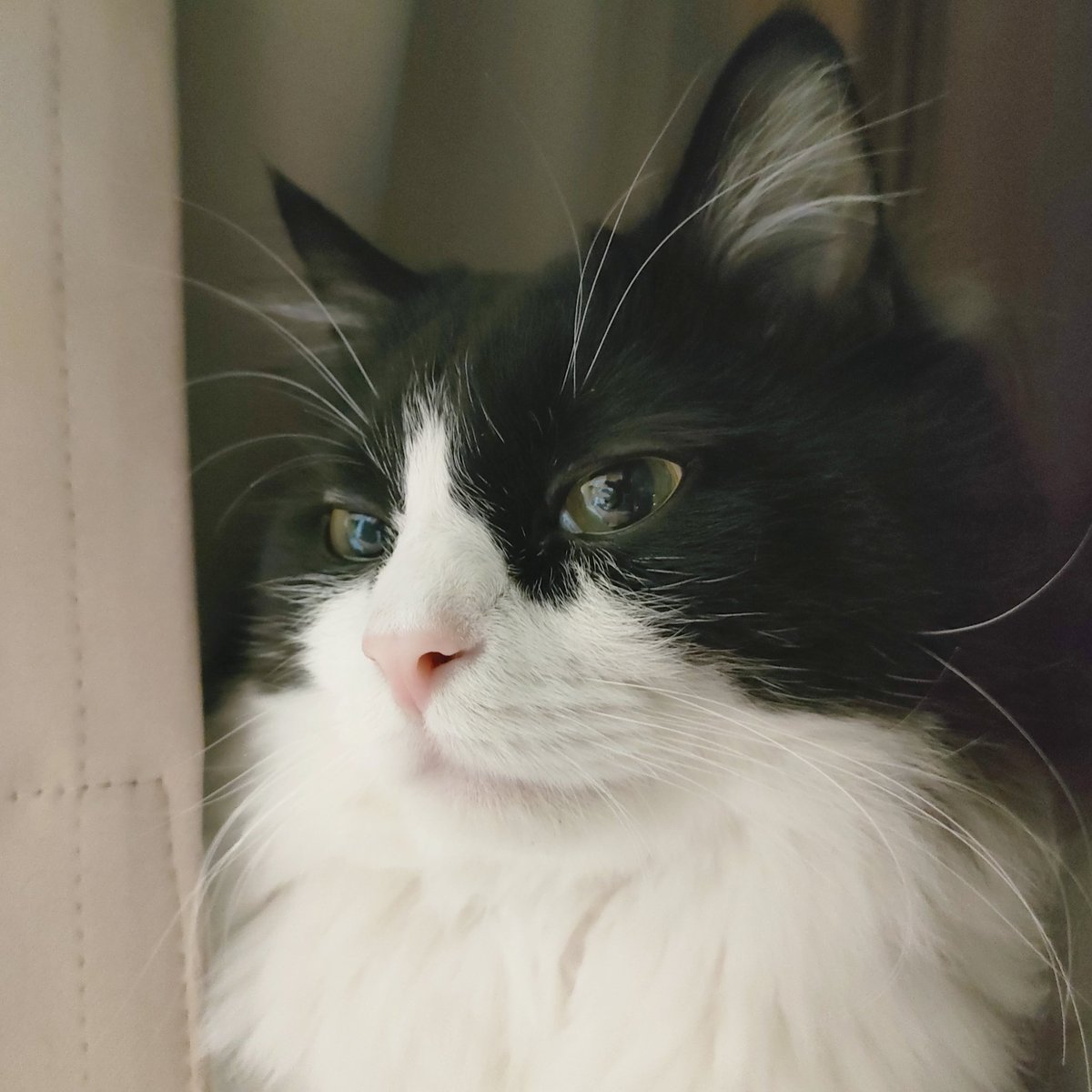 GologoloD's tweet image. ←かわいい　かっこいい→
どっち派？

#猫好き #アンケート調査