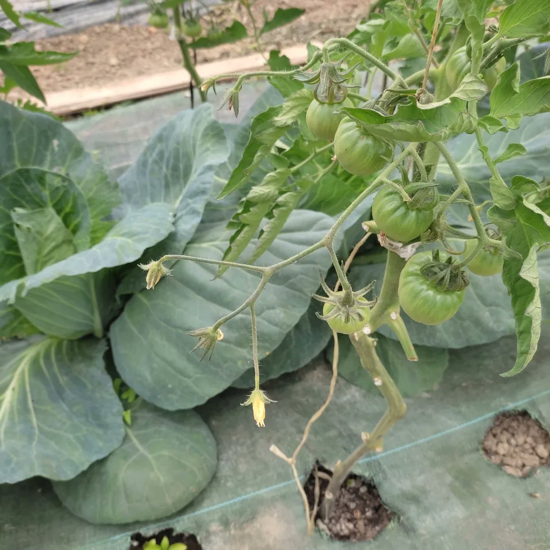 ¡Feliz san Isidro Labrador! No corráis a plantar tomates en la calle, que no acompaña el tiempo 🌦️😜
