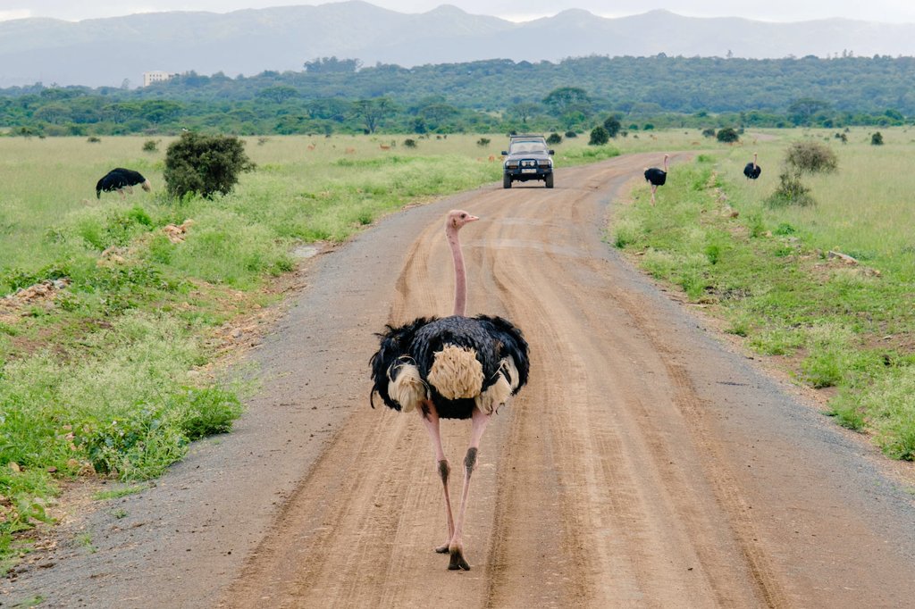 Philani's tweet photo. Once upon a Safari! https://t.co/uX8voZJENO