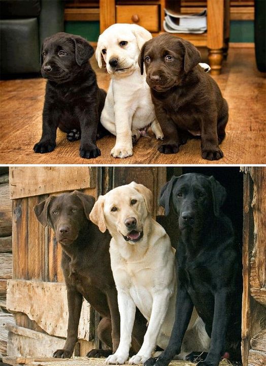 MaximoCo1983's tweet image. Lovely dogs