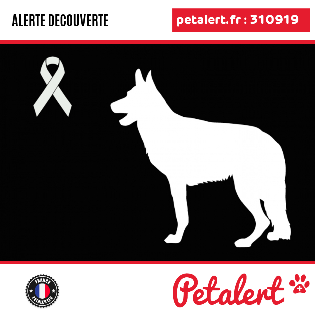petalert_france's tweet photo. Trouvé #Chien #Drome #SaintMarcelLesValence #Petalert #PetAlert26 / https://t.co/OPklF7DkUD https://t.co/MGfnJ1Ttxl