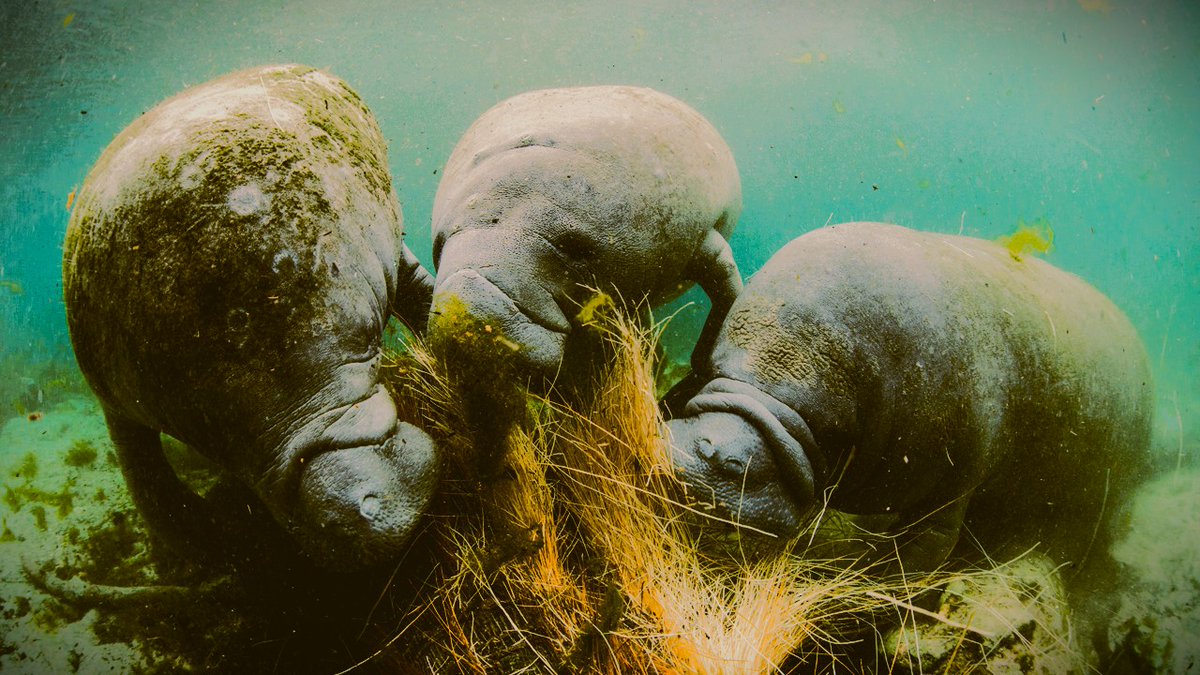 Thousands of acres of seagrass in Florida have died as water quality declines, due to fertilizer runoff, wastewater discharges, and polluted water runoff, that has caused harmful algal blooms (HABs) and left manatees without adequate food. #WetTribe #TidetotheOcean #ManateeMonday