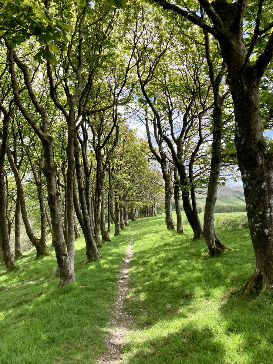 Exmoor NPCs tweet media