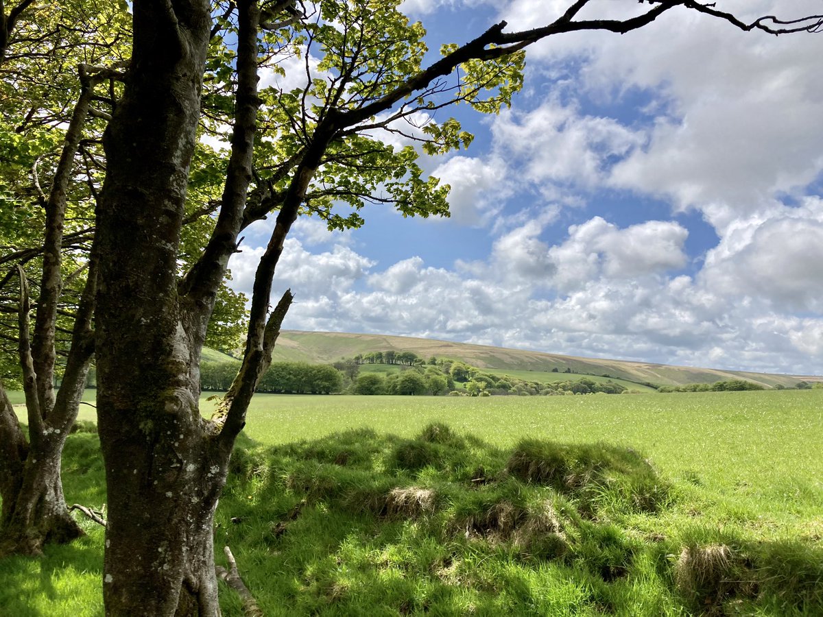 Exmoor NPCs tweet media