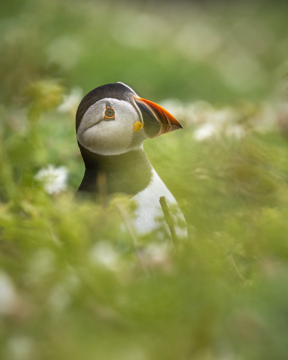 An early season trip to <a href="/skomer_island/">Skomer Island</a> hoping to catch a puffin in a patch of bluebells - failed dismally on that, but a fab day nonetheless - love the expression on this one's face! f6.8 at 400mm if that's of interest!! #WexMondays <a href="/SonyAlpha/">Sony | Alpha</a> <a href="/visitwales/">Visit Wales 🏴󠁧󠁢󠁷󠁬󠁳󠁿</a>