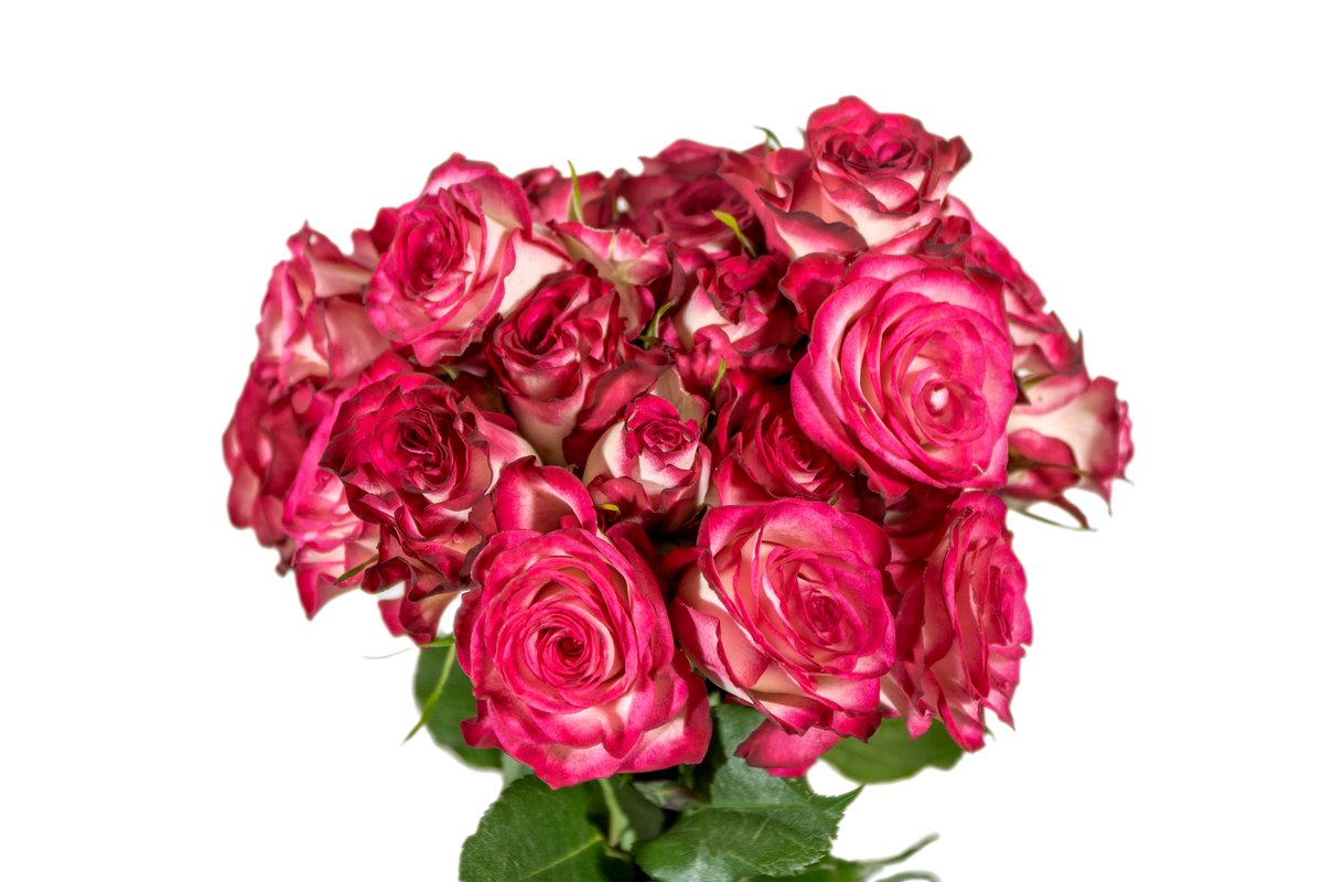 LatinSelections's tweet photo. Candy Blossoms is a bI-colored spray rose from our Blossoms Spray Roses.

Candy Blossoms exudes passion, character, and versatility. Great as a mono-bouquet but even better in a mixed bouquet.

#colourfulfuture #unitedselectionsbreeding #rosebreeding #roses https://t.co/kPIo4q2D3l