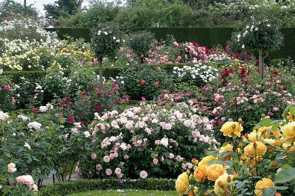 softdeIicacy's tweet photo. garden glories. https://t.co/7FRSDf9oM3