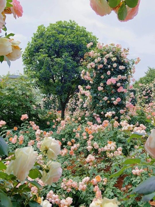 softdeIicacy's tweet photo. garden glories. https://t.co/7FRSDf9oM3