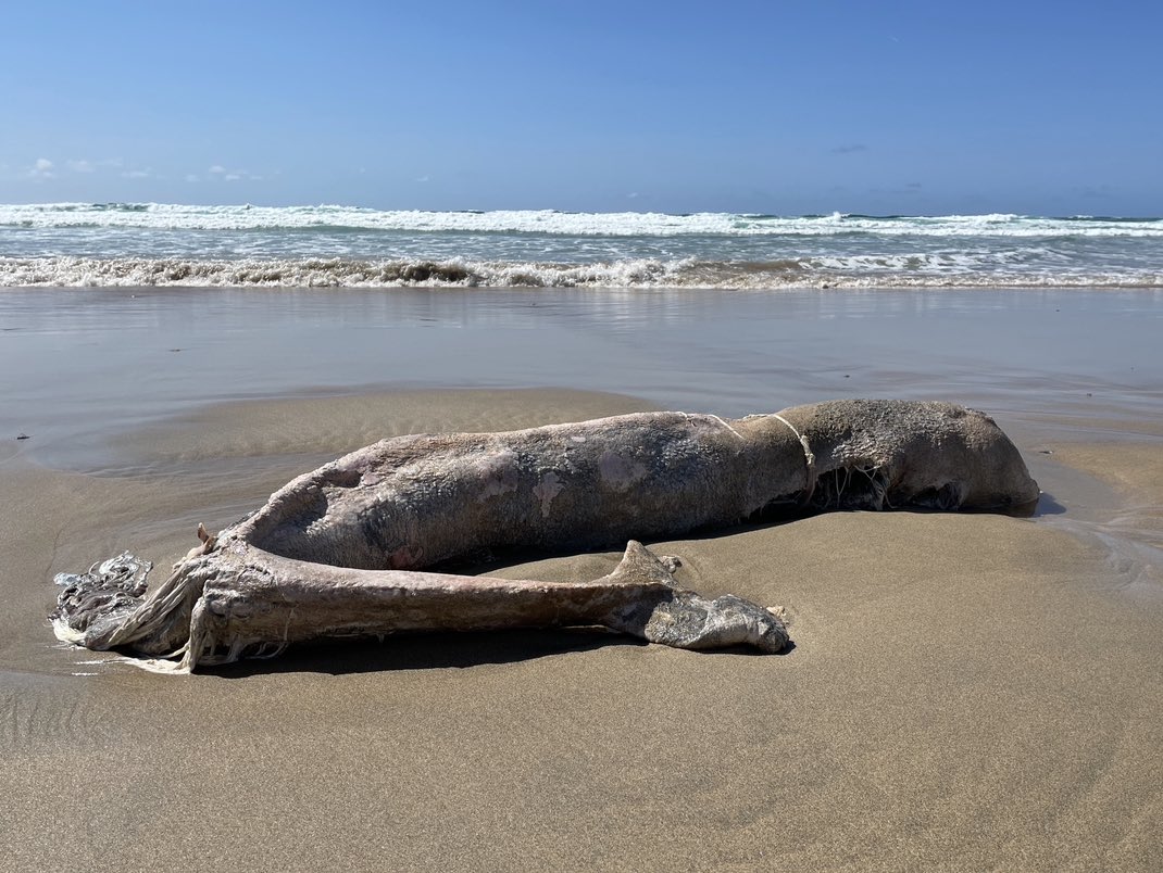 Lego Lost At Sea tweet media