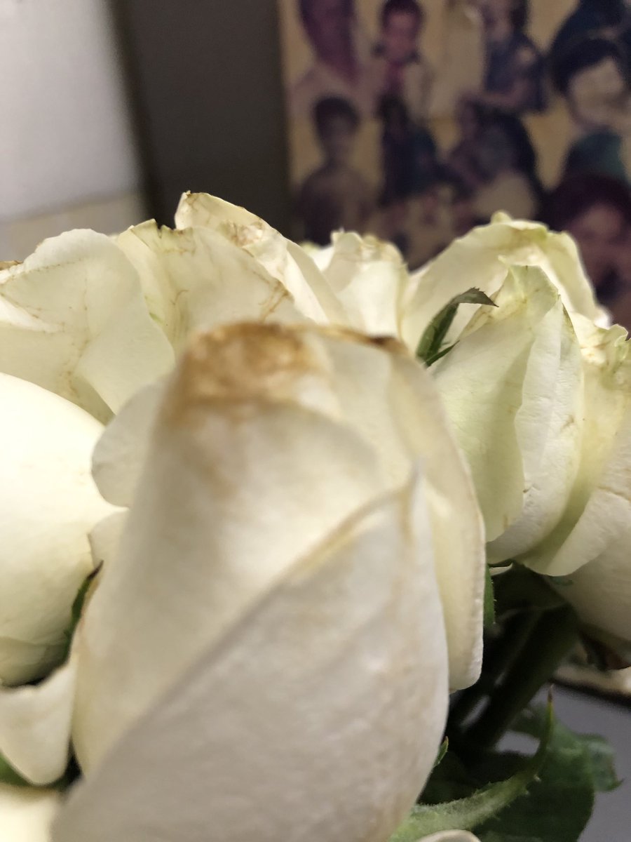VinayMathews's tweet photo. @Floweraura @shreysehgal @Floweraura 
You have insulted me &amp; my mother. Pls refund my money for the dirty &amp; stale flowers sent to my mother. Order Id: 7125355 https://t.co/f7H22gg013