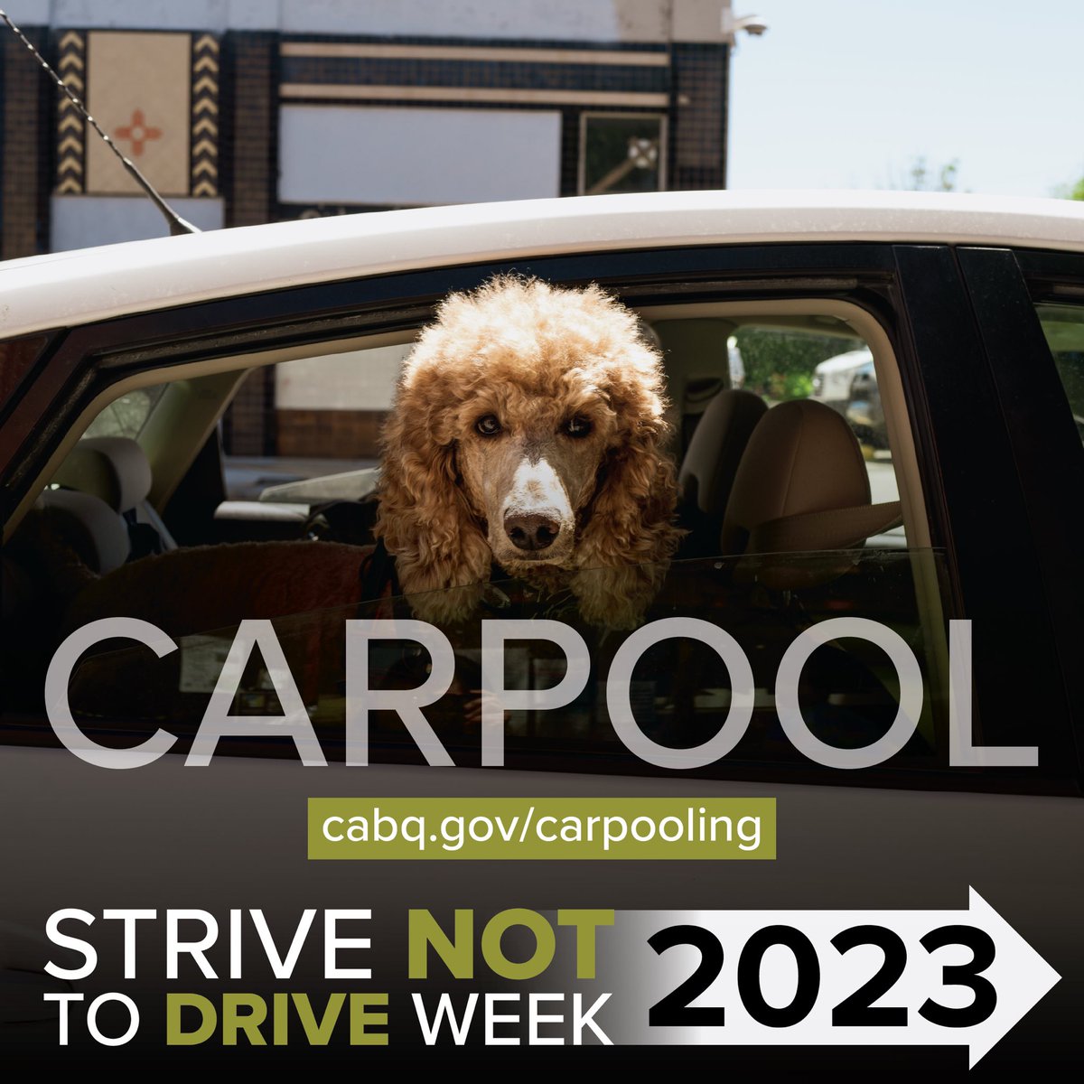 abqride's tweet photo. Strive Not to Drive Week begins today and ABQ RIDE is celebrating by encouraging folks to seek alternative modes of transportation. Carpooling with a friend helps to eliminate vehicles on the road and reduces greenhouse gas emissions.
#strivenottodrive #carpool #abqride https://t.co/sj9jqsXxO9