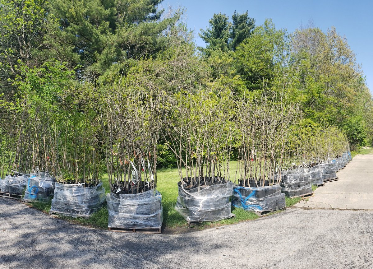 Glad to have these lingering ash grafts &amp; progeny back safely from winter storage. It's going to be a busy summer - this photo only shows about half of them!