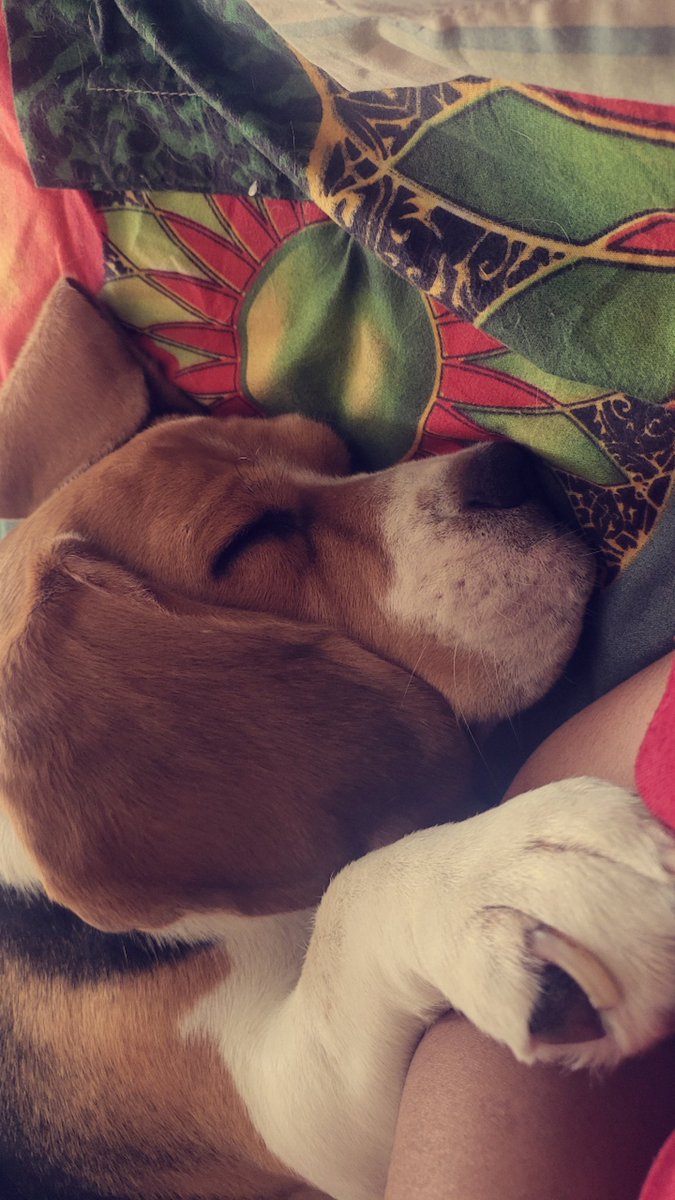 Gugu baby
#beagle #DogLover #beagledog #beaglelove #beaglemom #beaglemother #newton #lazyday #sleepybaby #tweetoftheday #tweeting #beaglepaws #pawsome #paws