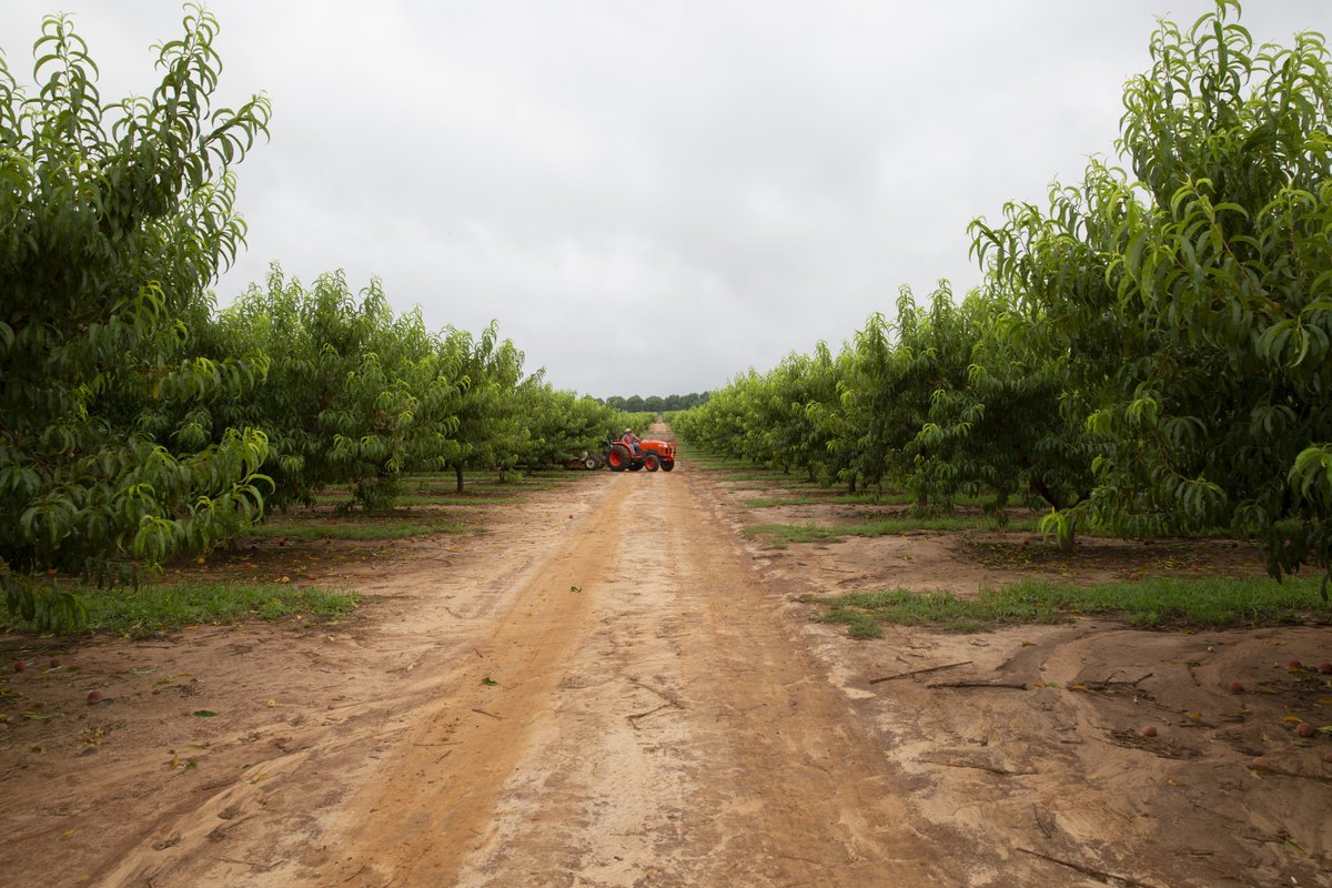 Pearson Farm tweet media