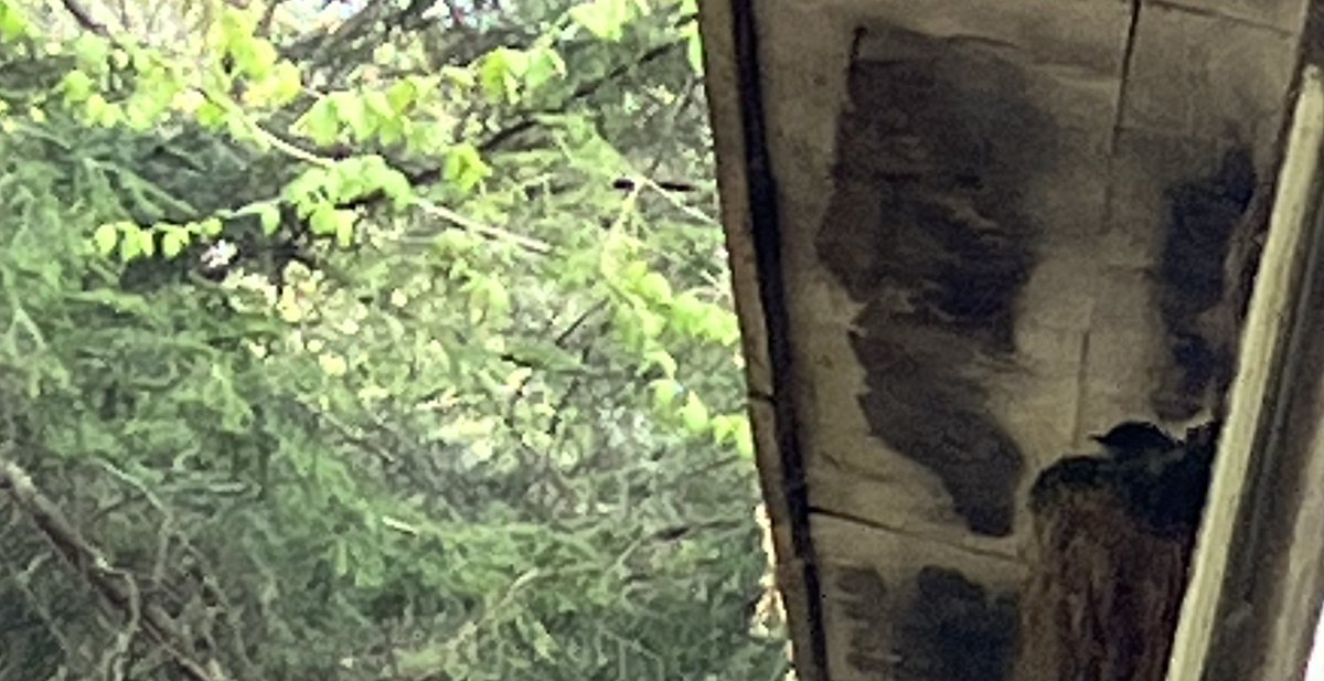 9dognight's tweet image. May 15: Sights and sounds of progression of #SpringtimeInVermont: an Eastern Phoebe is quietly sitting+reusing last year's nest; Hermit Thrush are singing; Clematis are rapidly growing visibly taller; and Red Trillium are in full bloom. 
(First snails of the season have emerged.)