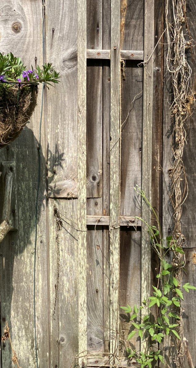 9dognight's tweet image. May 15: Sights and sounds of progression of #SpringtimeInVermont: an Eastern Phoebe is quietly sitting+reusing last year's nest; Hermit Thrush are singing; Clematis are rapidly growing visibly taller; and Red Trillium are in full bloom. 
(First snails of the season have emerged.)