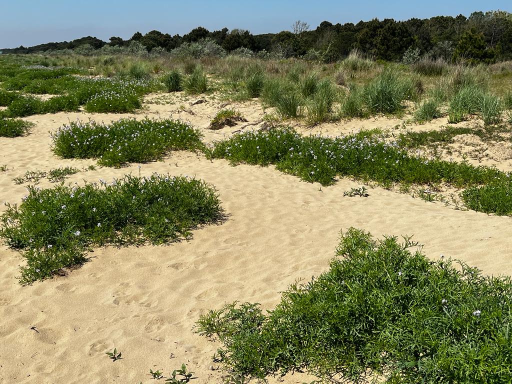 LIFE_REDUNE's tweet photo. Il #cakileto di @Vallevecchia!
#cakilemarittima #habitat #dune
@VenetoAgricoltura @CaFoscari @LNatura2000 https://t.co/yn8xvFqBqf