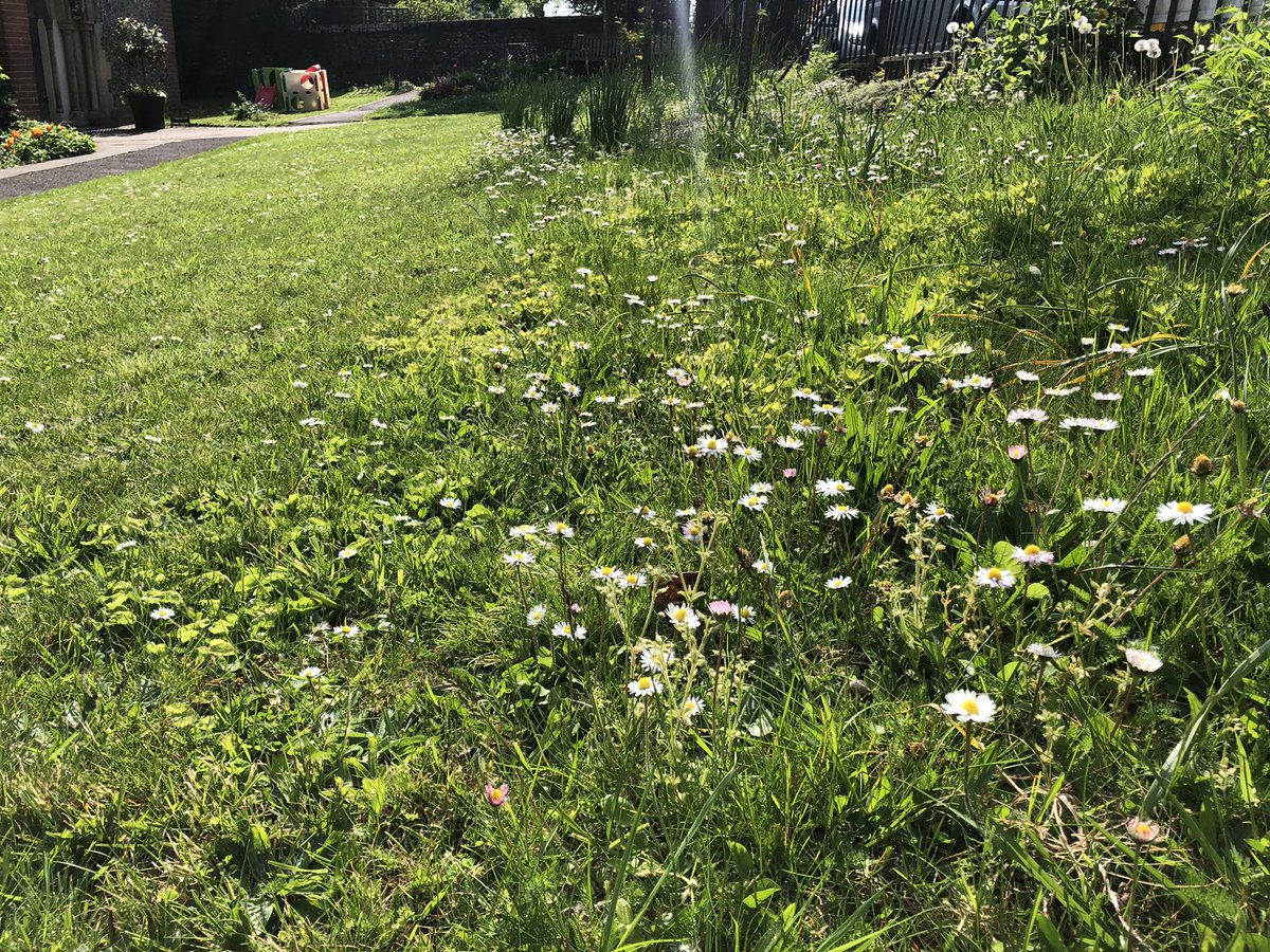 Great to see wildlife given space in 3 stunning churchyards in Winchester on a walk at the weekend. These grounds are all clearly being looked after, but wildflowers are valued as part of the church grounds creating a fabulous display. Well done East Winchester Benefice! 🌱🌸🐛🦋
