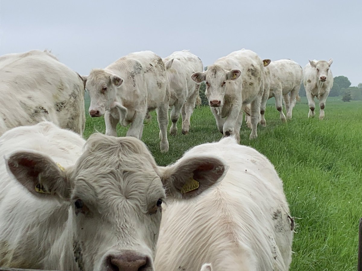 Acquired some friends on my morning walk yesterday #bullocks #Lode