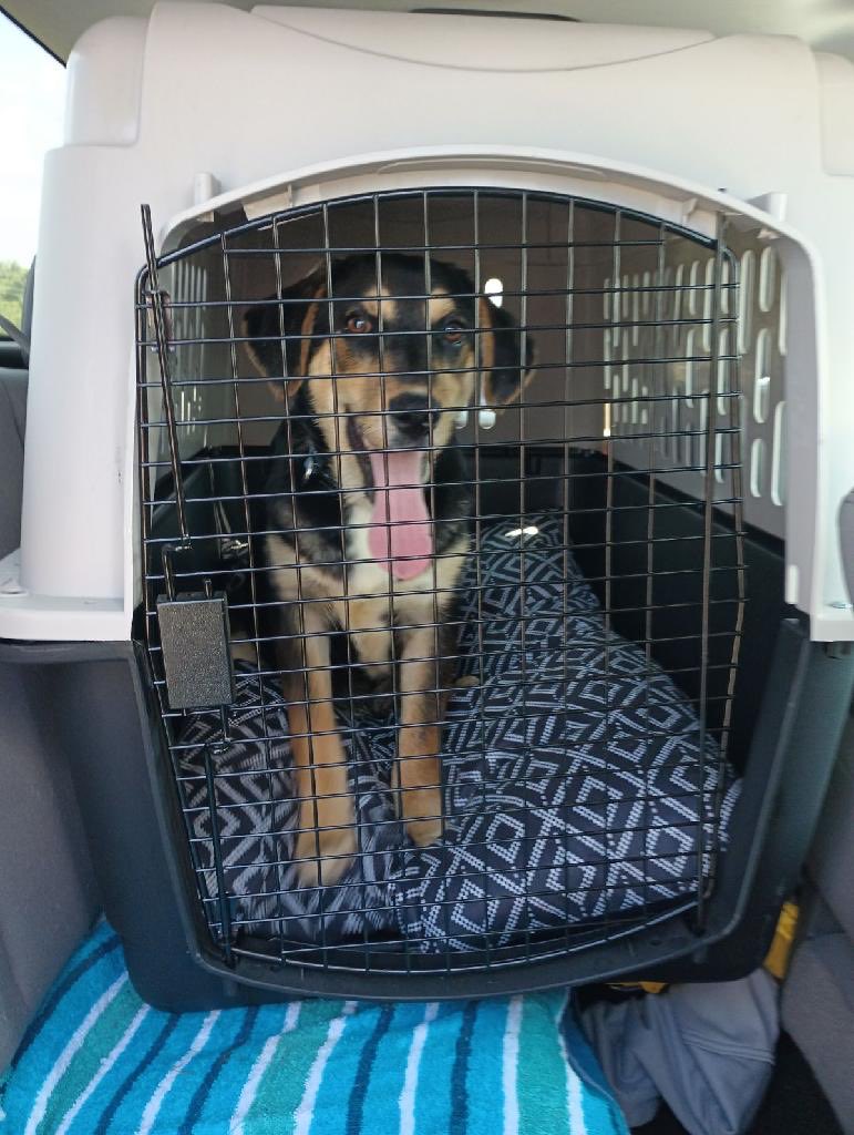 LolaPatolla's tweet photo. Pals!!!
Puppy Archie is looking for a forever home!!!
About 7 mths old, med size boy, dog friendly, people friendly!
🚗 available to approved adopter nationwide!
https://t.co/zny1NoQ9lJ ❤️ https://t.co/4G2eLqaAoi