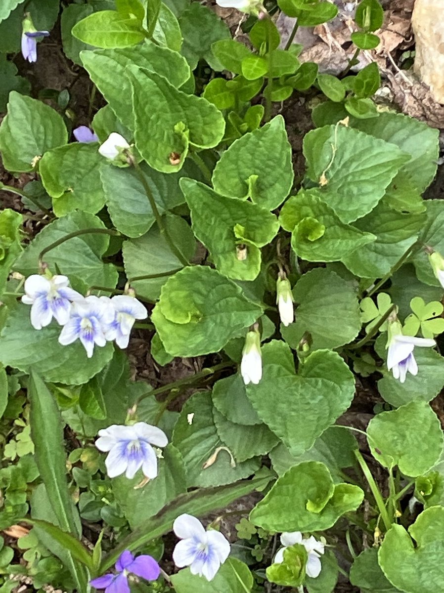 9dognight's tweet image. May 15: Sights and sounds of progression of #SpringtimeInVermont: an Eastern Phoebe is quietly sitting+reusing last year's nest; Hermit Thrush are singing; Clematis are rapidly growing visibly taller; and Red Trillium are in full bloom. 
(First snails of the season have emerged.)