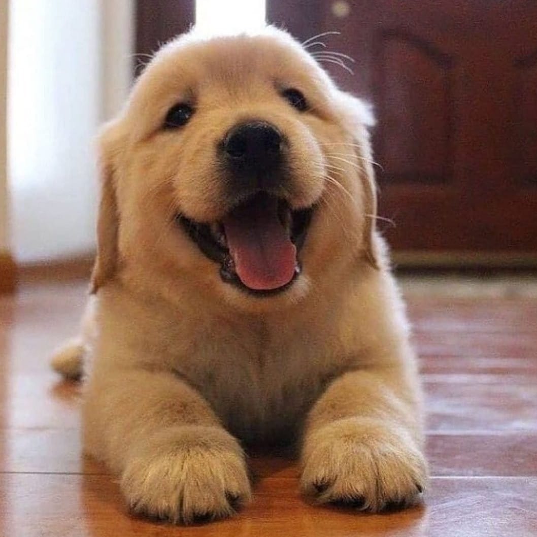 he's cute and he knows it