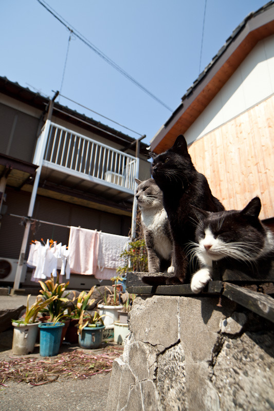 To be what we are, and to become what we are capable of becoming, is the only end of life.
- Robert Louis Stevenson
#cats #CatsOfTwitter