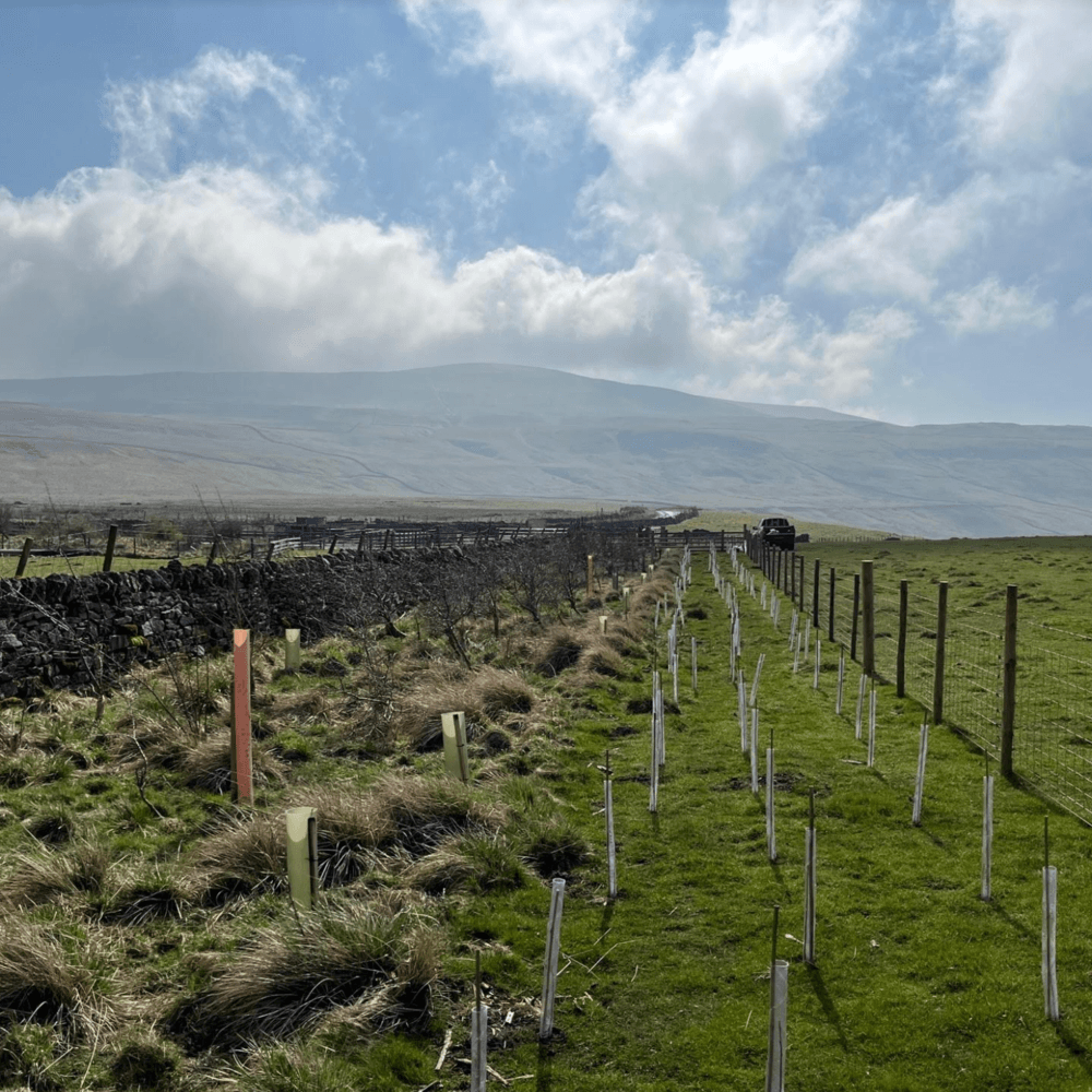 Ilkley Half Marathon (@ilkleyhalf) on Twitter photo Every year, in partnership with the <a href="/nationaltrust/">National Trust</a>, #ilkleyhalfmarathon plants thousands of trees in Wharfedale. Here are a few that went in after the 2022 event. #biodiversity #carboncapture #floodprevention 🌳 🌲 🍃 Every year, in partnership with the <a href="/nationaltrust/">National Trust</a>, #ilkleyhalfmarathon plants thousands of trees in Wharfedale. Here are a few that went in after the 2022 event. #biodiversity #carboncapture #floodprevention 🌳 🌲 🍃