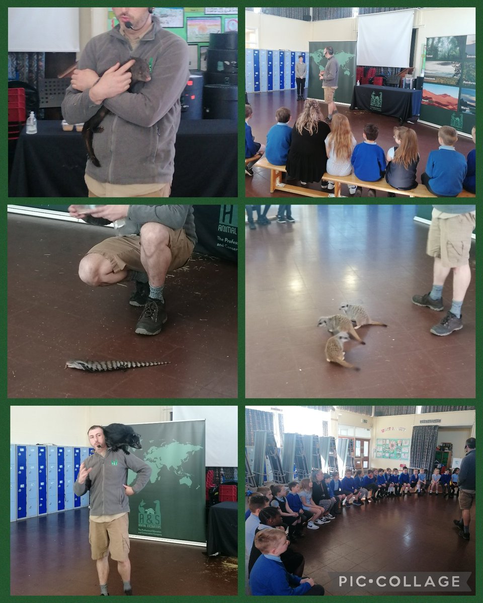 Y3BS enjoyed every minute of their visit from <a href="/aandsanimals/">A&SAnimalEncounters</a>. Diolch! 🐾🐍