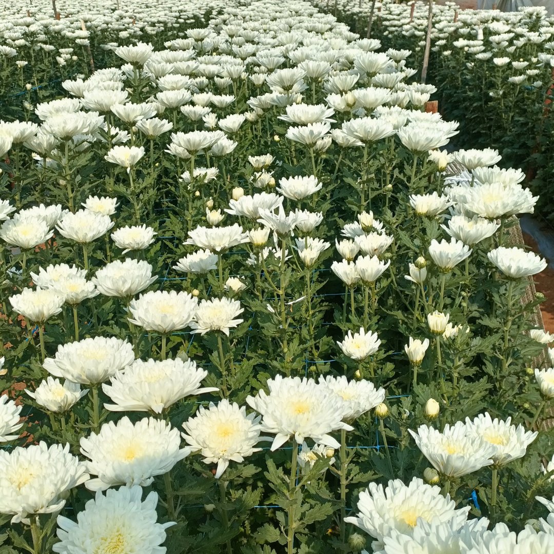 Timacagroindia's tweet photo. Greet our vibrant chrysanthemums! With KSC I &amp; KSC III fertilizers and Fertileader Elite, our patented seaweed extracts ensure high-quality harvest. Thriving like never before! #Chrysanthemums #Fertilizers #Thriving https://t.co/68ePFMAxuq