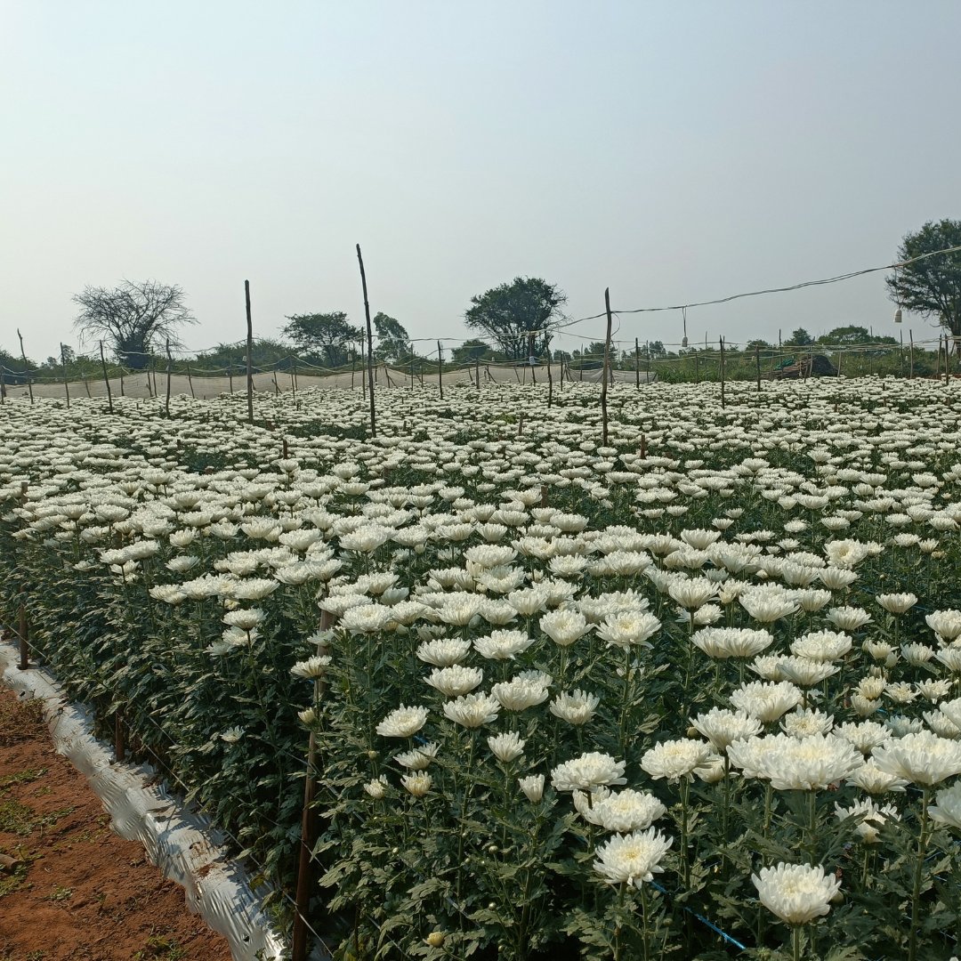 Greet our vibrant chrysanthemums! With KSC I &amp; KSC III fertilizers and Fertileader Elite, our patented seaweed extracts ensure high-quality harvest. Thriving like never before! #Chrysanthemums #Fertilizers #Thriving