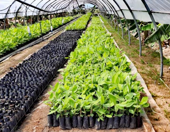 abtsanluis's tweet photo. La recuperación del cultivo del plátano, en #SanLuis, vaaaa y los productores del #ProyectoVirginia contribuyen con este propósito.
#SoberaniaAlimentaria
#AgriculturaCubana
#EmpresaABTSanLuis https://t.co/HGOOu8DkJb