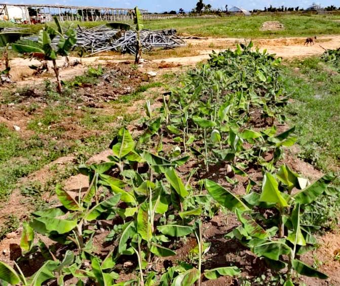 abtsanluis's tweet photo. La recuperación del cultivo del plátano, en #SanLuis, vaaaa y los productores del #ProyectoVirginia contribuyen con este propósito.
#SoberaniaAlimentaria
#AgriculturaCubana
#EmpresaABTSanLuis https://t.co/HGOOu8DkJb