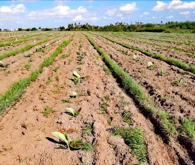 abtsanluis's tweet photo. La recuperación del cultivo del plátano, en #SanLuis, vaaaa y los productores del #ProyectoVirginia contribuyen con este propósito.
#SoberaniaAlimentaria
#AgriculturaCubana
#EmpresaABTSanLuis https://t.co/HGOOu8DkJb