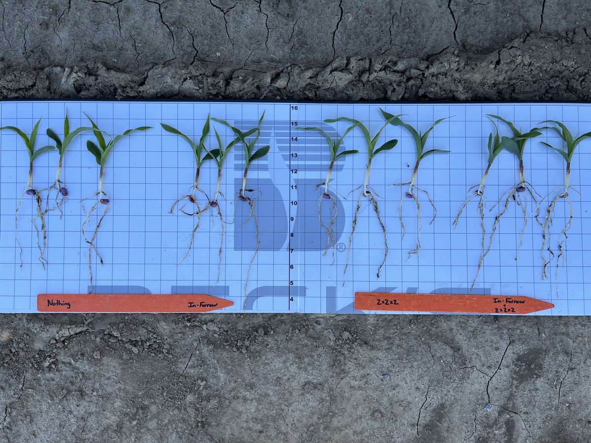 An update from our Kentucky PFR On-Farm starter trial! 🌱

Finding more root development with the combination of IF + 2x2x2. 

#PFR <a href="/BecksAgSouth/">Beck's Southern Agronomy</a>