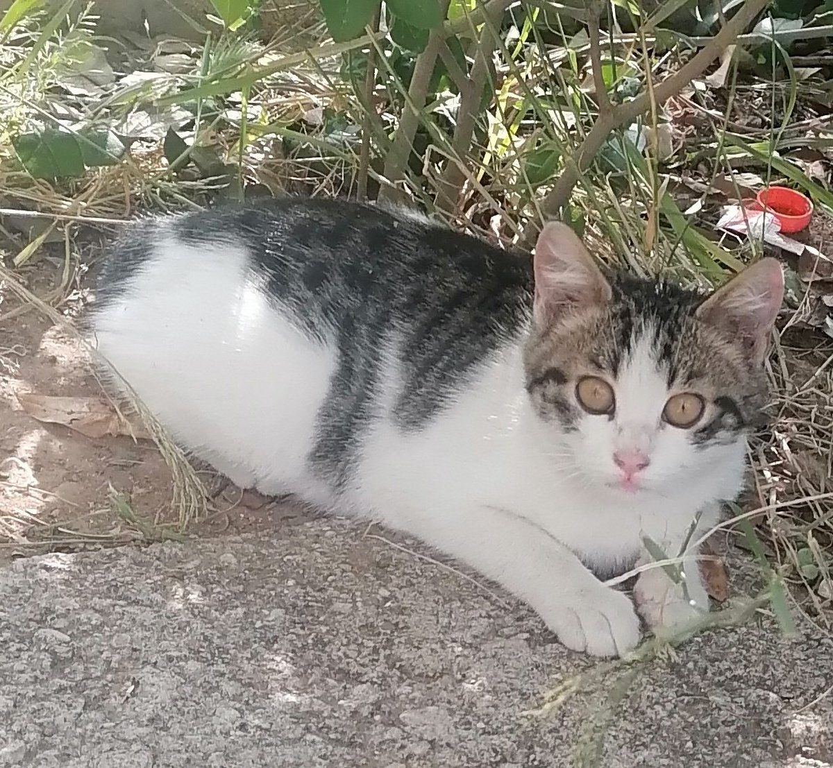 Antalya
Anneleri emdirdi büyüttü ama 2 gün önce araba çarttı kurtaramadık. Bu 3 güzel 2 aylık kardeşlerin başına birşey gelmesin. Yola çıkıyorlar. Çok acil ömürlük yuva arıyorlar.
#kedi #yuvaarıyor