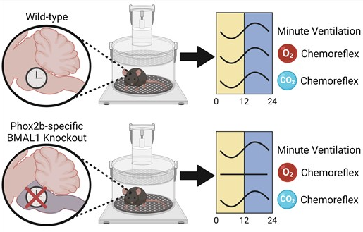 APSPublications's tweet photo. New #OpenAccess research in @APS_Function: Researchers from @MarquetteBioSci found that disruption of #CircadianBiology may undermine respiratory #homeostasis which, in turn, may have clinical implications for #RespiratoryDisease (Jones et al.)

https://t.co/GJcwmOoSyH https://t.co/pKRIe3kdbB