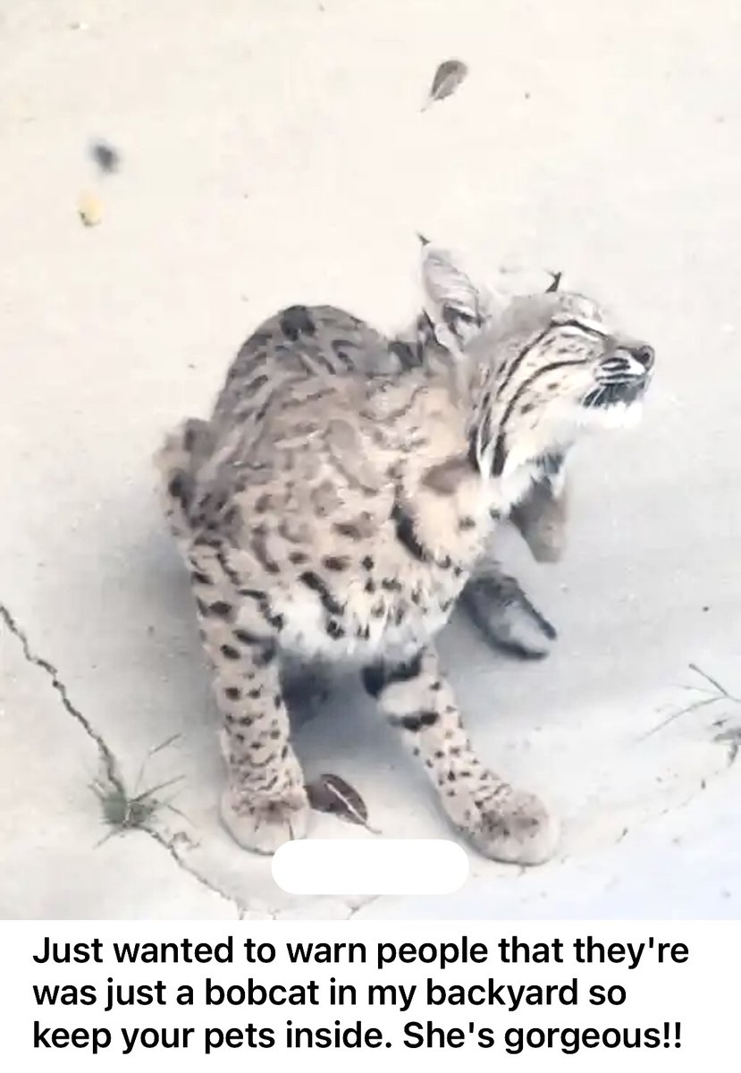 AnimalVillageNM's tweet image. Location? NEARBY. Keep Your Pets SAFE🏠INDOORS, with the REST of the 👨‍👩‍👧‍👧FAMILY👩‍👩‍👧‍👦. #indoorcat #insidecatsofinstagram #insidecat #indoordog #insidedogsofinstagram #insidedog