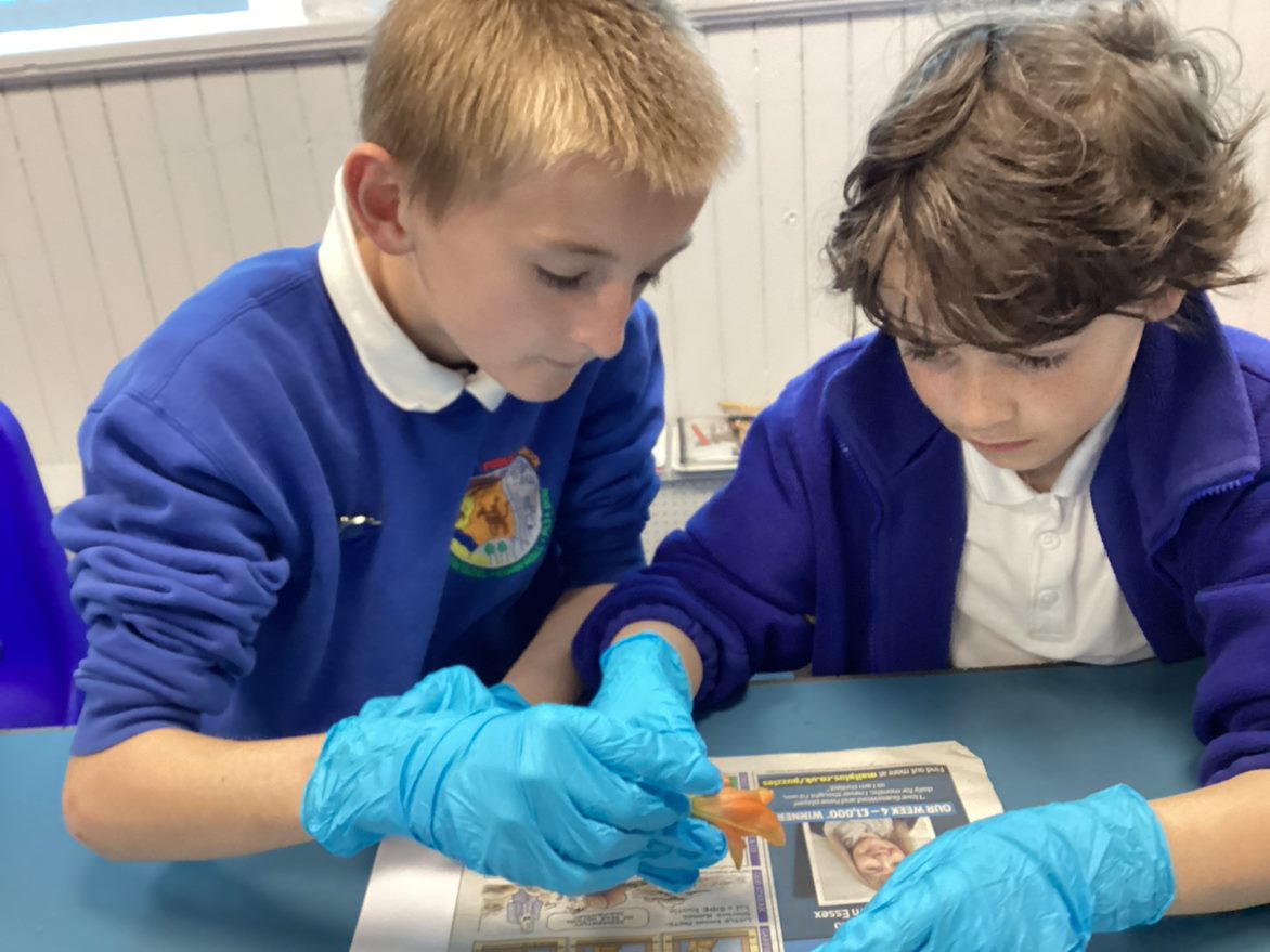 Class 3 have been looking at the parts of a plant for fertilisation &amp; pollination. To understand the lifecycle of a flower, they dissected their parts &amp; labelled them using scientific vocabulary. What a great way to understand the different parts of plants and their functions!