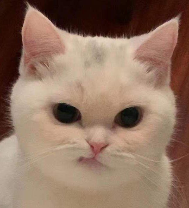 𓈒 ✿ บอลอ˚ ༘♡🎀 tweet media