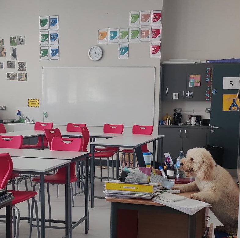 Sammie has finally finished his teaching degree and got a job 🥳🤣🤣 <a href="/Sandym0untPark/">Sandymount Park Educate Together Secondary School</a> #wellbeing