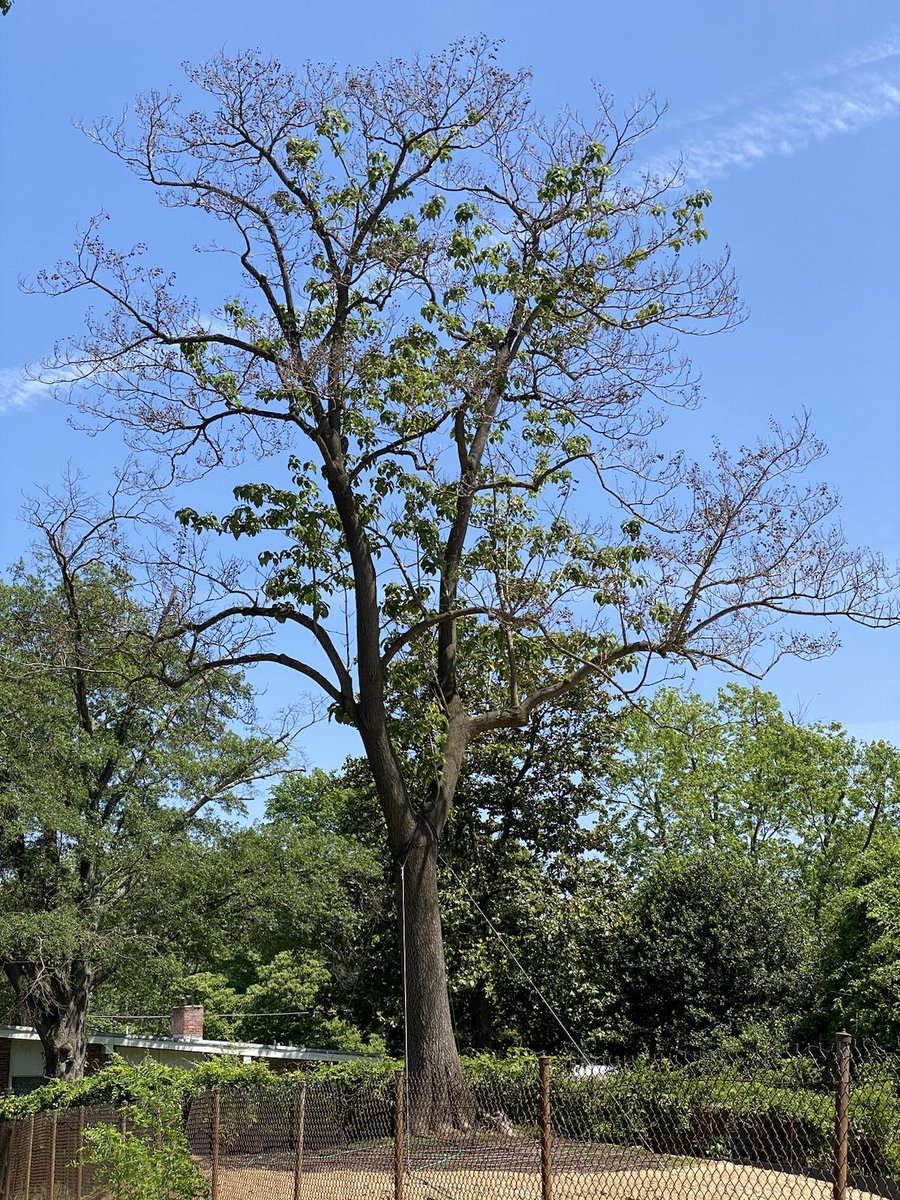 Update on the transplanted Heritage Trees. Neighbors in the newly unshaded area are already feeling a rise in temperatures. @MaretSchool, please don't make it worse with artificial turf. #ChevyChase #PFAS #AstroTurf #SaferFields #FlipTheTurf