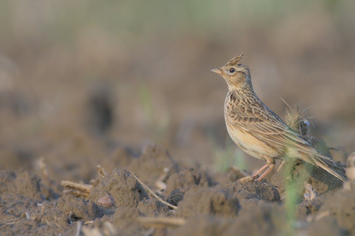 Best view of the Skylark I have ever had 😃:
(And no, Romeo, it is definitely NOT the Nightingale...)
-
#birds #birding #birdwatching #birdlovers #birdphotography #birdnerd #NatureBeauty #naturelovers #NaturePhotography #TwitterNaturePhotography #BirdTwitter #BirdsOfTwitter #aves