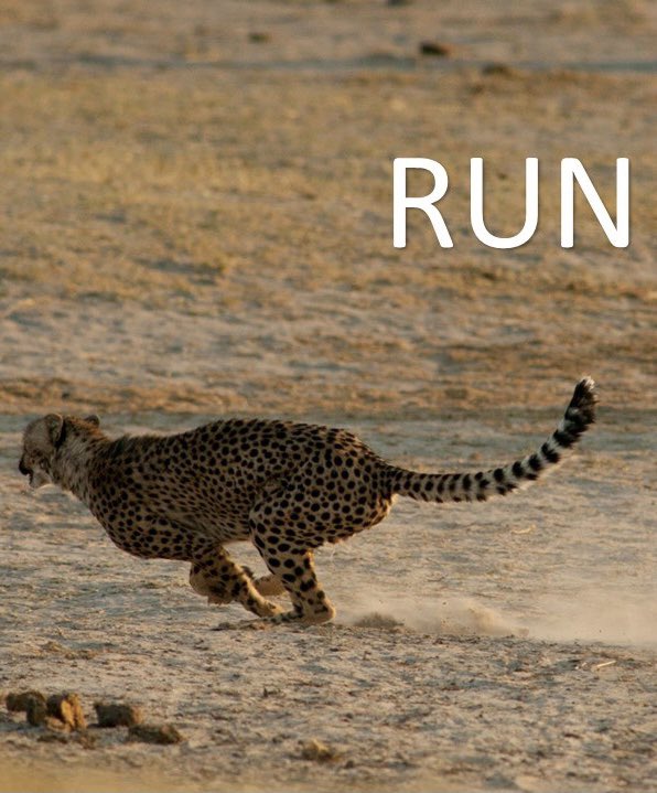 softfootallianc's tweet photo. The Soft Foot Alliance is participating in this year’s #WalkRideRun in collaboration with #stoppoachingnowofficial follow the hashtags, register and join us all on October 19th to Stop Poaching Now https://t.co/HRifD9BPH4
