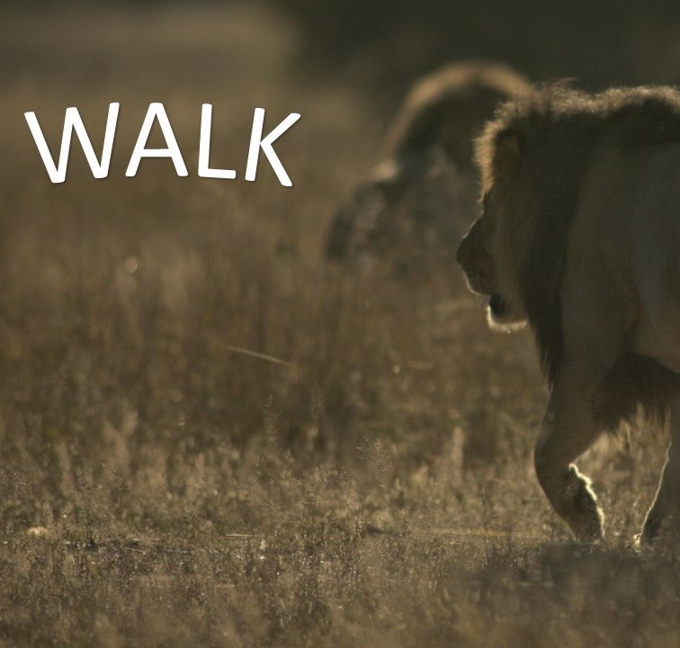 softfootallianc's tweet photo. The Soft Foot Alliance is participating in this year’s #WalkRideRun in collaboration with #stoppoachingnowofficial follow the hashtags, register and join us all on October 19th to Stop Poaching Now https://t.co/HRifD9BPH4