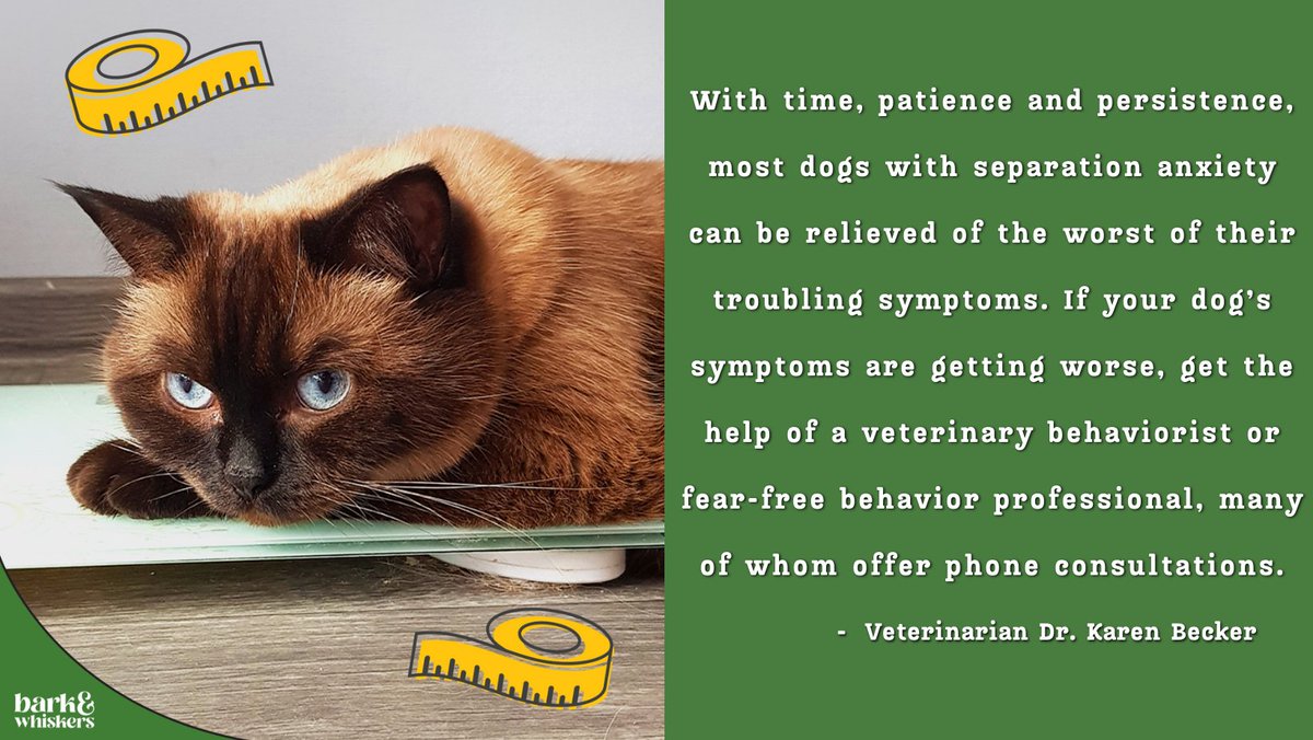 Dr. Karen Becker on Twitter "RT bark_whiskers Why Is Your Older Cat