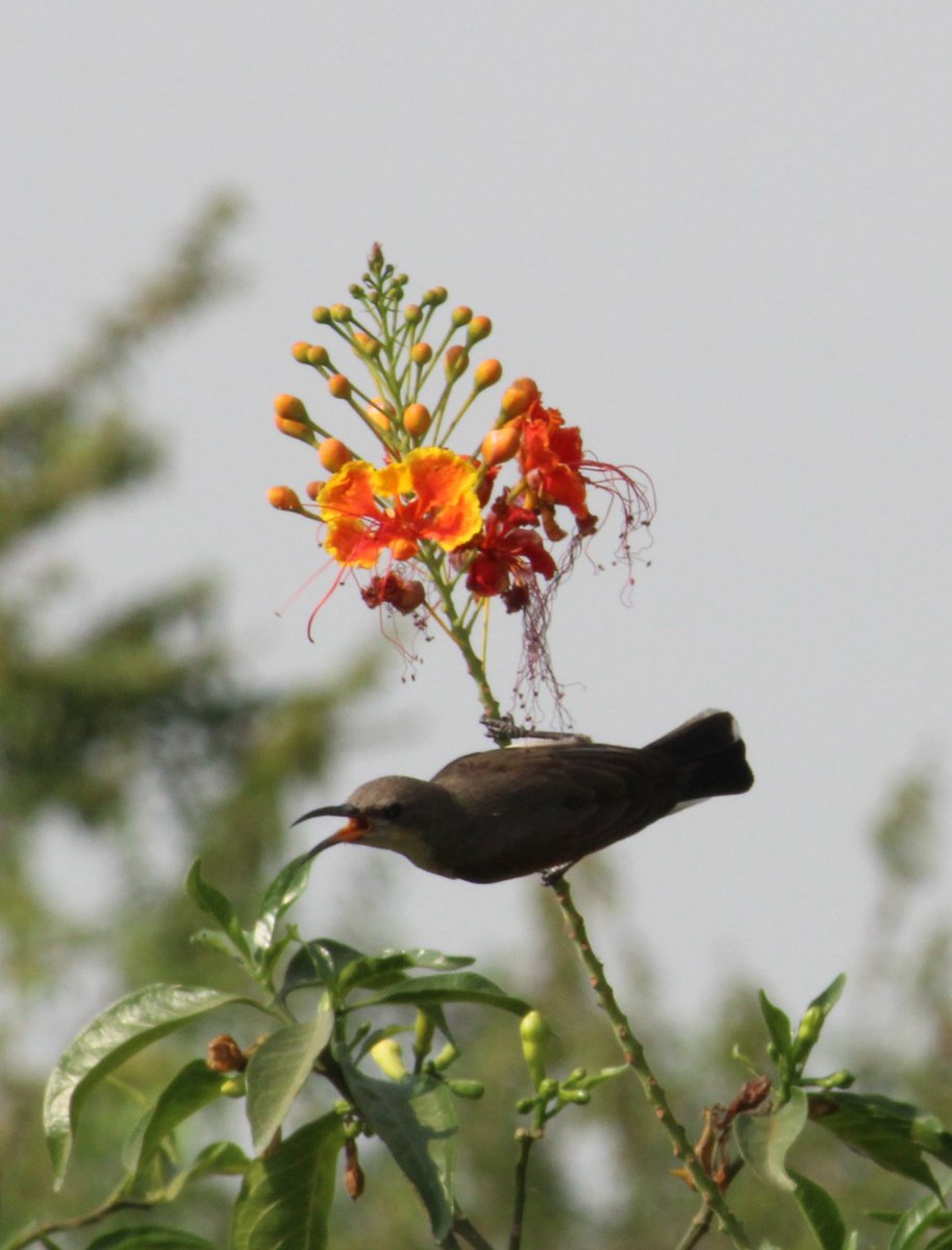 RT @authormadhulika: Purple sunbird, peacock flower. 

At Aravali Biodiversity Park, New Delhi. https://t.co/mWmz7ZhZLw
