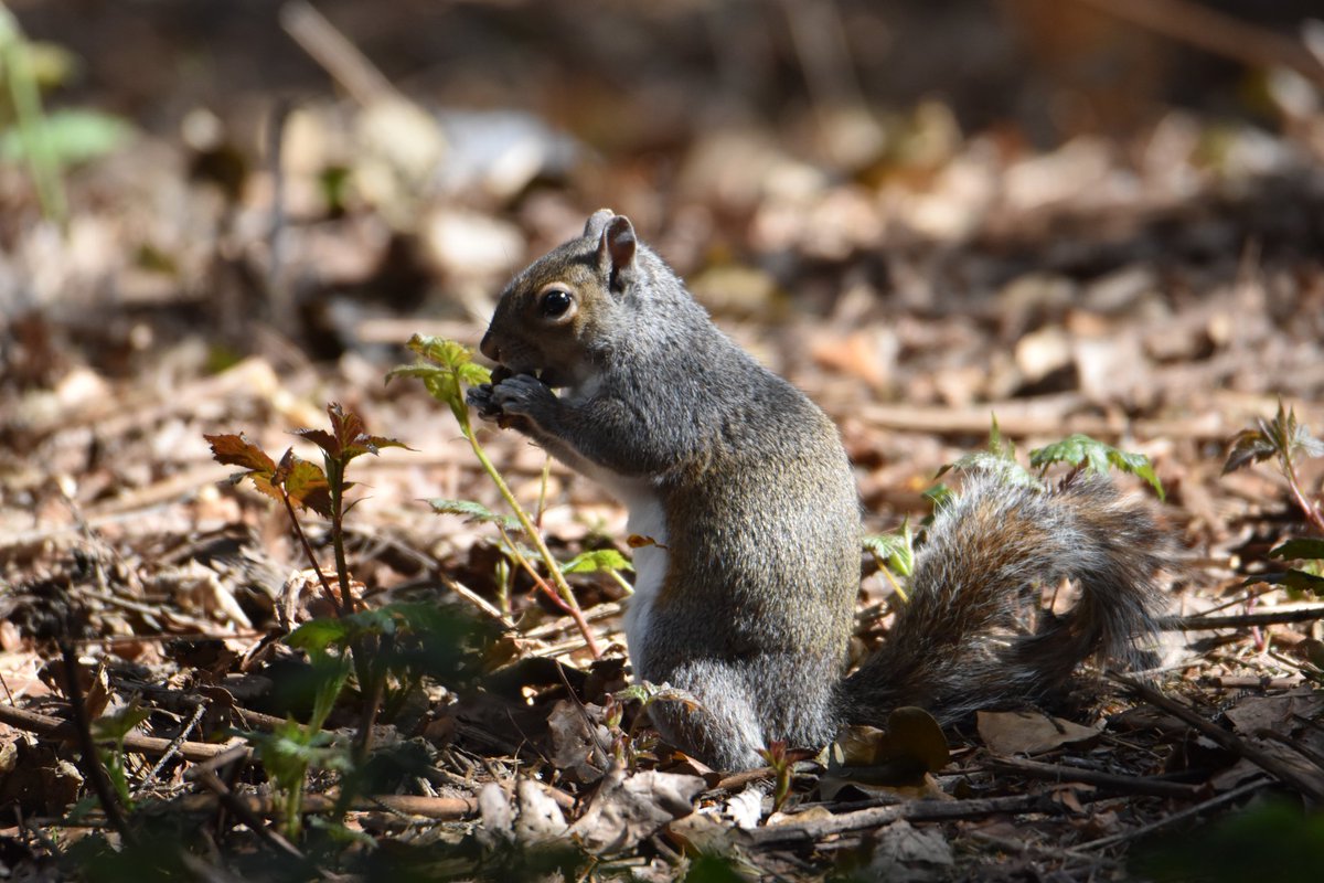 Squirrel, newtownmountkennedy #vmweather #wildlife #ThePhotoHour #wicklow #Ireland