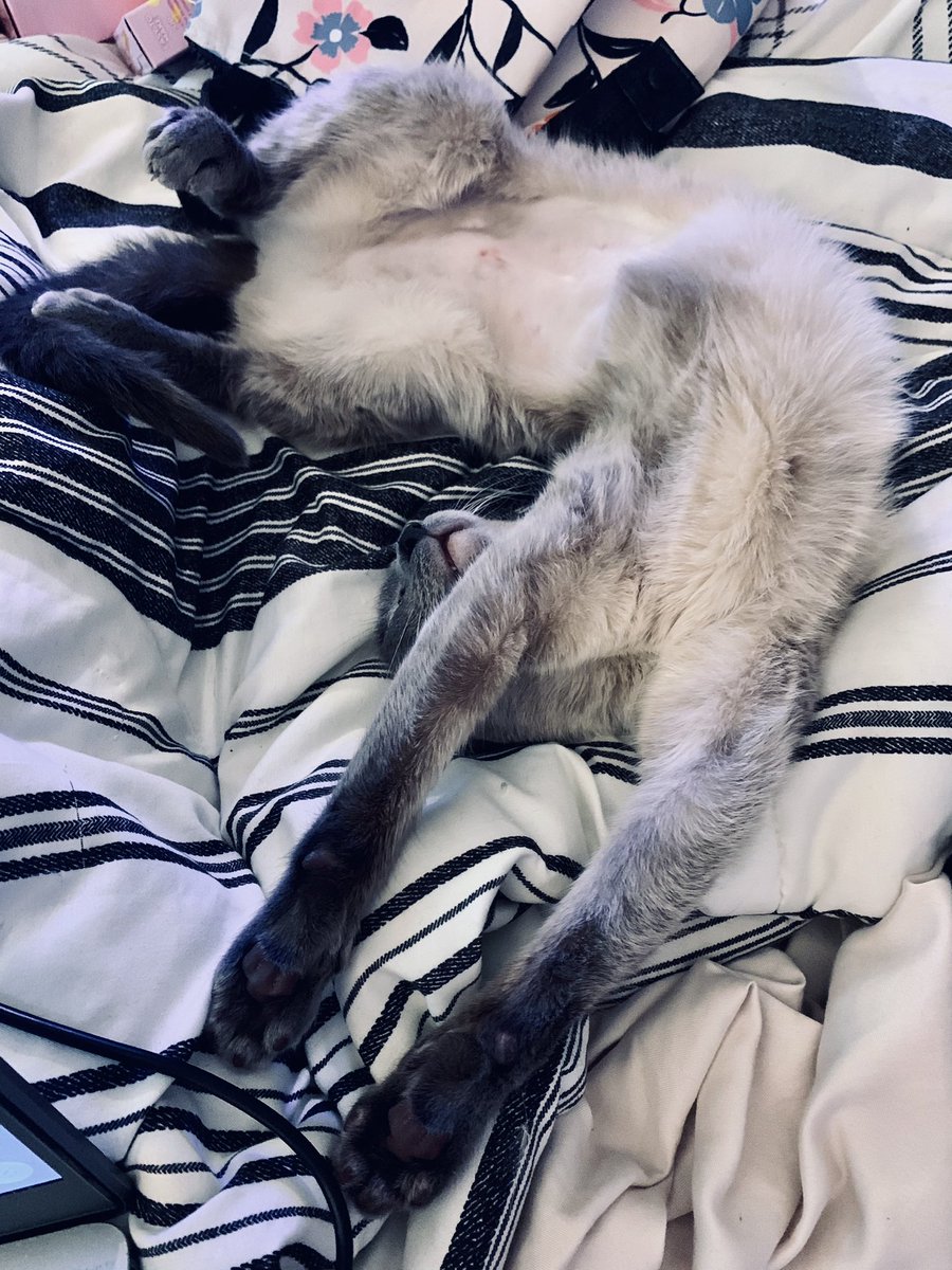 AlyOoop25's tweet photo. She sleeps in some of the most comfy positions LOL #rescuecats https://t.co/LX8CHylgme