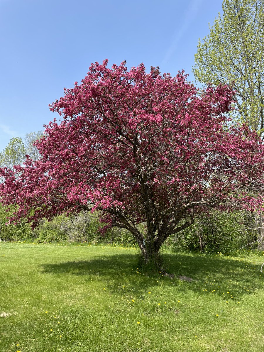 JKendrickAuthor's tweet photo. Trees in bloom!
#spring #treeblossom #blossom https://t.co/aqEeG8bJ3A